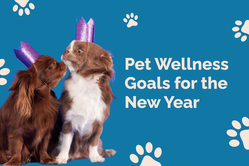 Pet Wellness Goals: Start 2026 with Healthy Habits