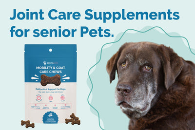 Essential Joint Supplements for Senior Dogs: Fall Edition