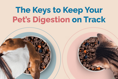 Unlocking Pet Gut Health Tips for Better Digestion