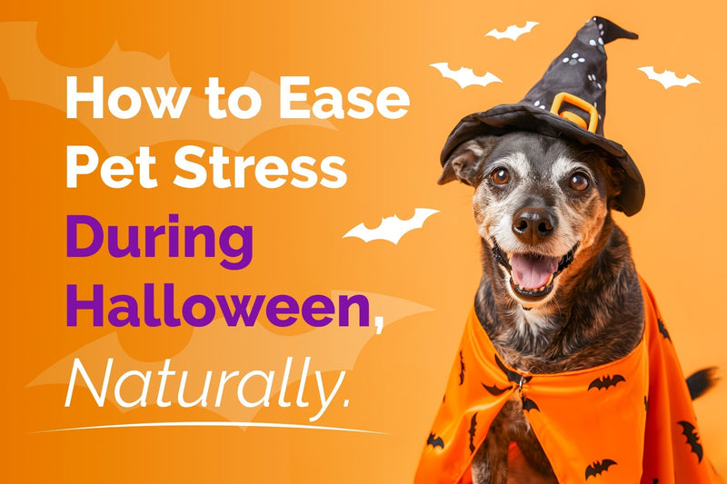 How to Calm Dog Anxiety on Halloween: Top Natural Tips