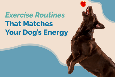 Building Dog Routines: Match Your Exercise with Energy