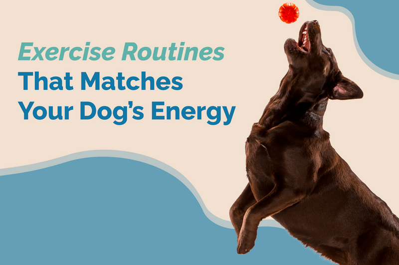 Building Dog Routines: Match Your Exercise with Energy