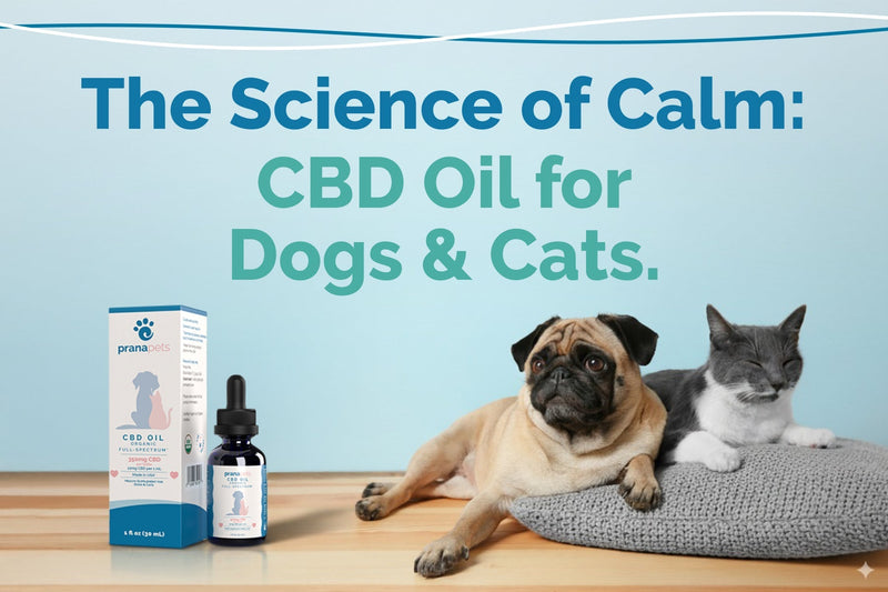 Deep dive: Discover how does CBD Oil works for pets