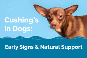Dog’s with Cushing’s Symptoms: Natural Support & Care