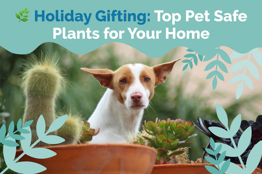 Holiday Gifting: Top Pet Safe Plants for Your Home