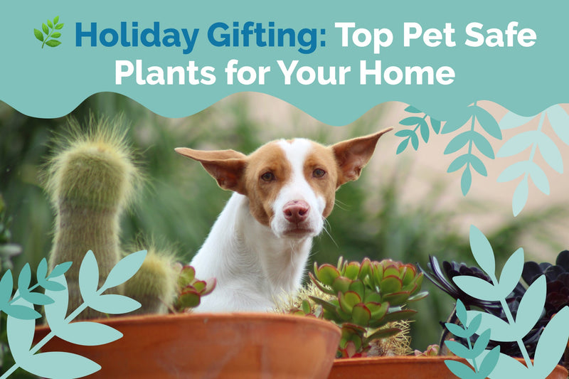 Holiday Gifting: Top Pet Safe Plants for Your Home