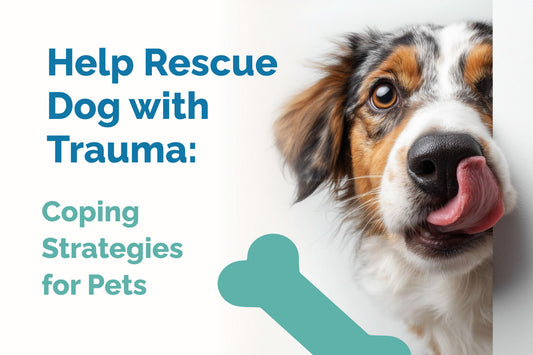 Help Rescue Dog with Trauma: Coping Strategies for Pets