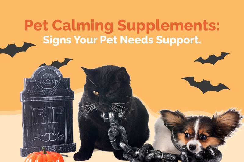 Pet Calming Supplements: Signs Your Pet Needs Support