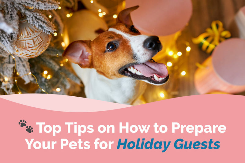 Top Tips on How to Prepare Your Pets for Holiday Guests