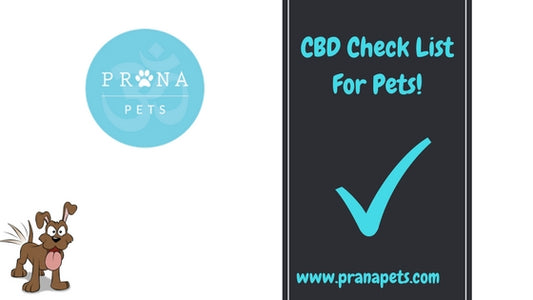 CBD Guide For Pets- Check list for giving CBD to Your Pet