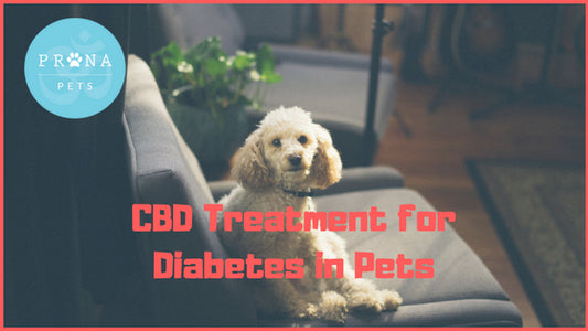 CBD and Diabetic Pets