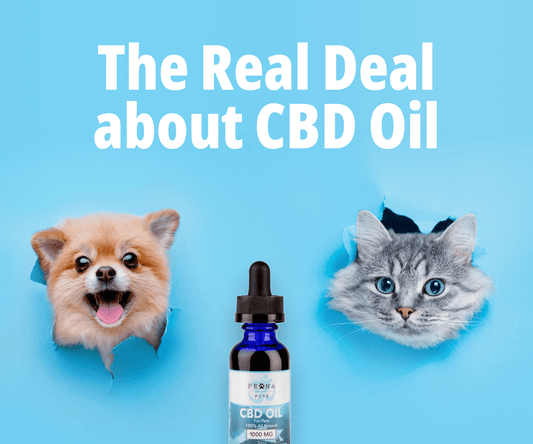 The Real Deal about CBD Oil for Dogs and Cats