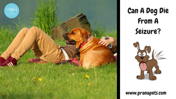 Can A Dog Die From A Seizure?