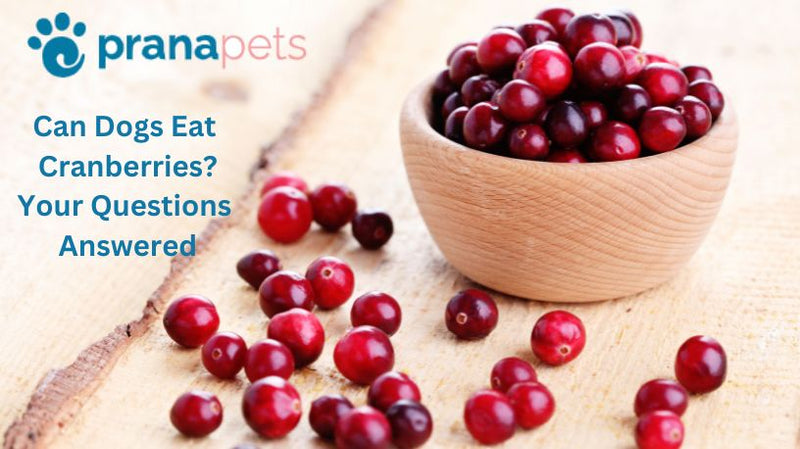Can Dogs Eat Cranberries?