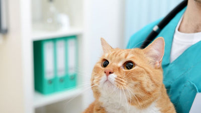 Urinary Tract Infections in Cats: Causes, Symptoms & Treatment