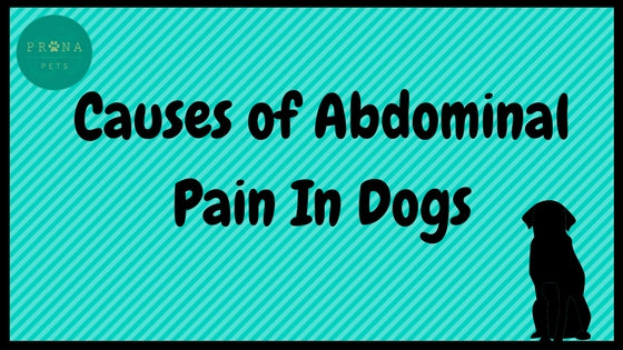 Causes Of Abdominal Pain In Dogs