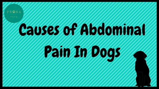 Causes Of Abdominal Pain In Dogs
