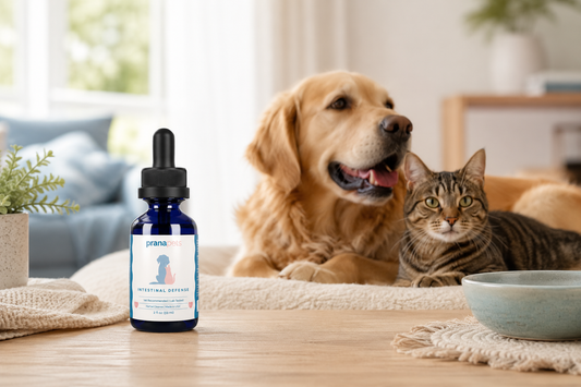 Natural Dewormer for Dogs: Key Ingredients for Health
