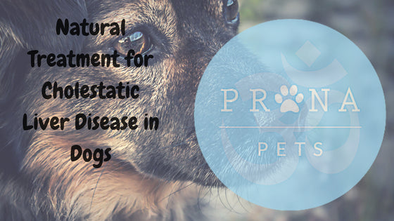 Natural Treatment for Cholestatic Liver Disease in Dogs
