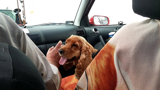 Dog Car Sickness: Causes, Symptoms & Remedies That Work