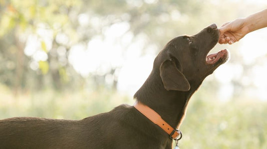 Human Foods Dogs Can and Can't Eat