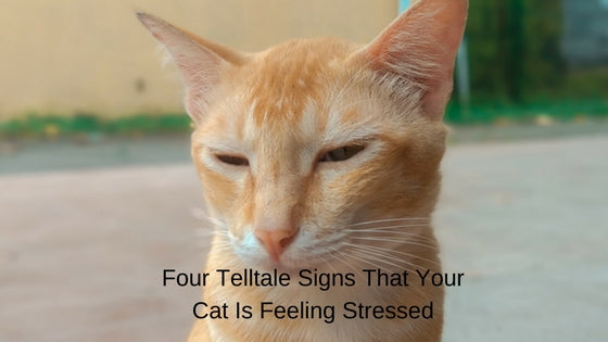 Signs That Your Cat Is Feeling Stressed