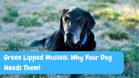 Green Lipped Mussels: Why Your Dog Needs Them!