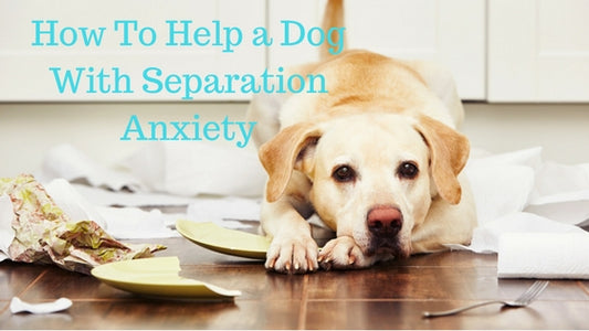 Separation Anxiety in Dogs: How to Help