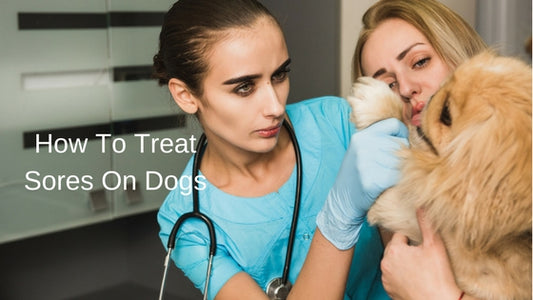 How To Treat Sores On Dogs