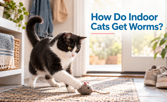How Do Indoor Cats Get Worms? A Cat Parent’s Guide