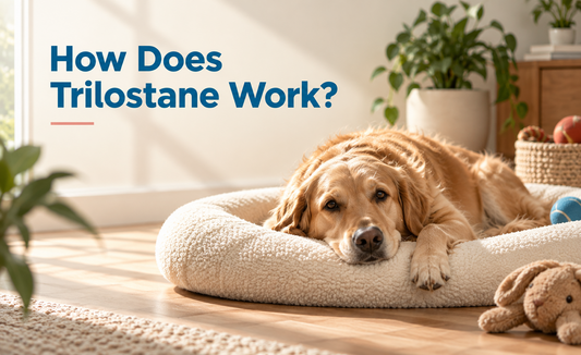 Vetoryl (Trilostane) for Dogs: Uses, Dose & Side Effects