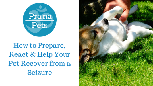 How to Prepare, React & Help Your Pet Recover from a Seizure