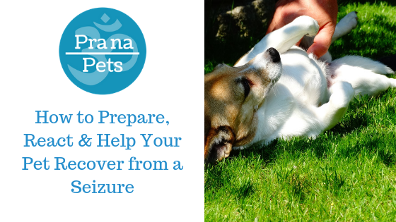 How to Prepare, React & Help Your Pet Recover from a Seizure