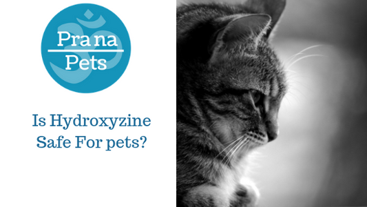 Is hydroxyzine safe for pets