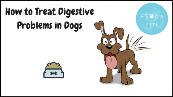 Photo inspiration: Visual Reference: Digestive Issues In Dogs Causes Symptoms How To Treat