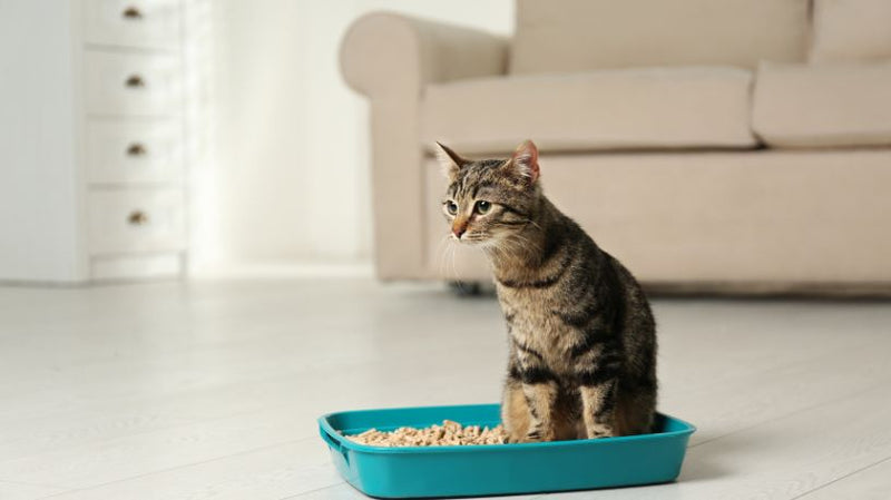 How to Tell If Your Cat Has a Urinary Tract Infection?