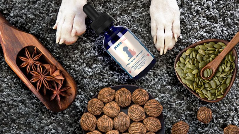 Ingredient Deep Dive: Intestinal Defense | Prana Pets