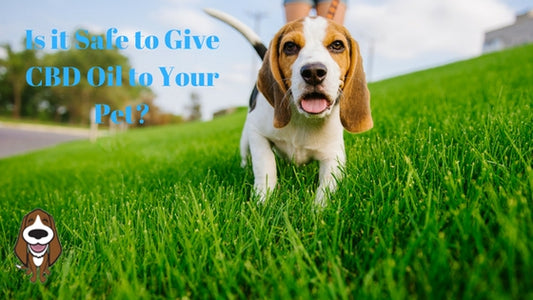 Is it Safe to Give CBD Oil to Your Dog or Cat?