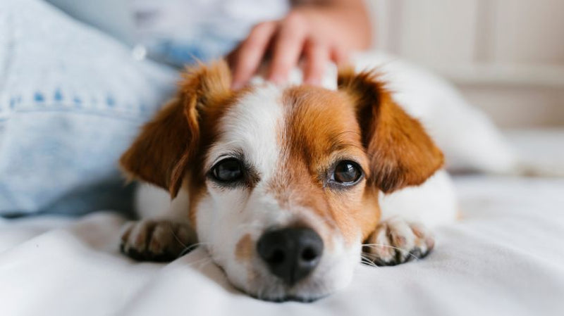Melatonin for Dogs: Uses, Benefits, Dosage & Side Effects