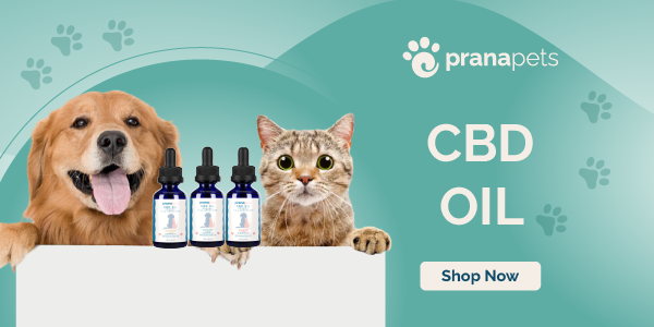 CBD Dosage for Cats: Complete Guide