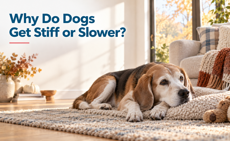 Top Tips for Easing Dog Joint Pain This Fall