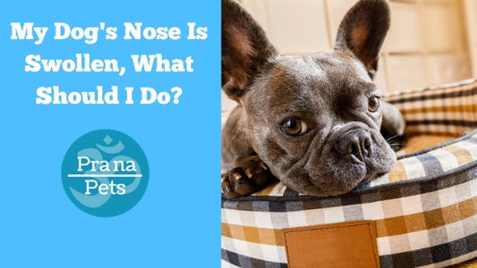My Dog's Nose Is Swollen, What Should I Do?