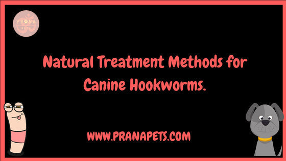 Home Treatment for Hookworms in Dogs: Natural Remedies, Recovery, and Prevention