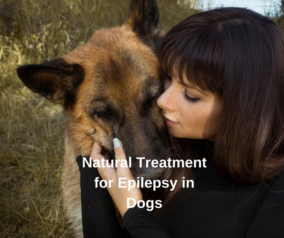 Natural Remedies for Epilepsy in Dogs & Seizures | Prana Pets