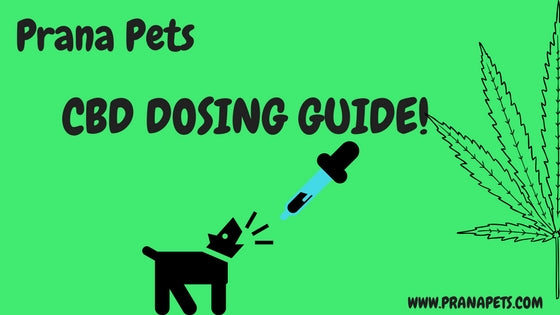 CBD Dosing Chart for Pets-How much CBD to give your pet