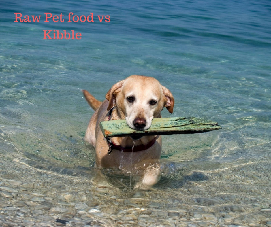 Raw Dog Food vs Kibble