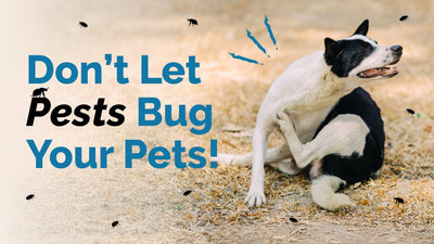 Why Flea and Tick Prevention is Important for Dogs & Cats