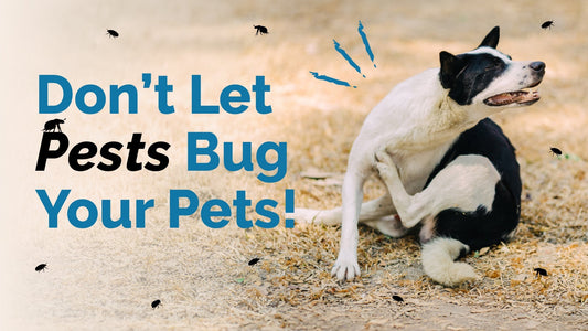 Why Flea and Tick Prevention is Important for Dogs & Cats