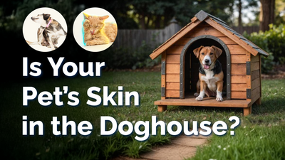 Common Causes of Coat and Skin Issues in Dogs & Cats