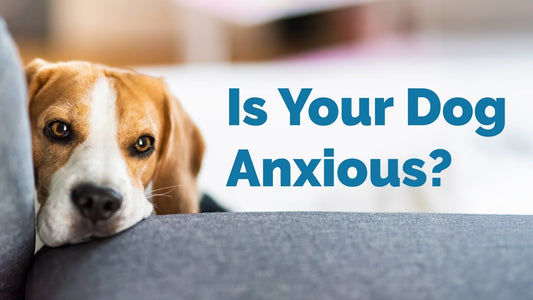 7 Common Signs of Anxiety in Dogs